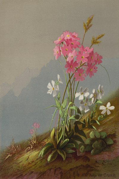 Fleurs de montagne - Helga von Cramm